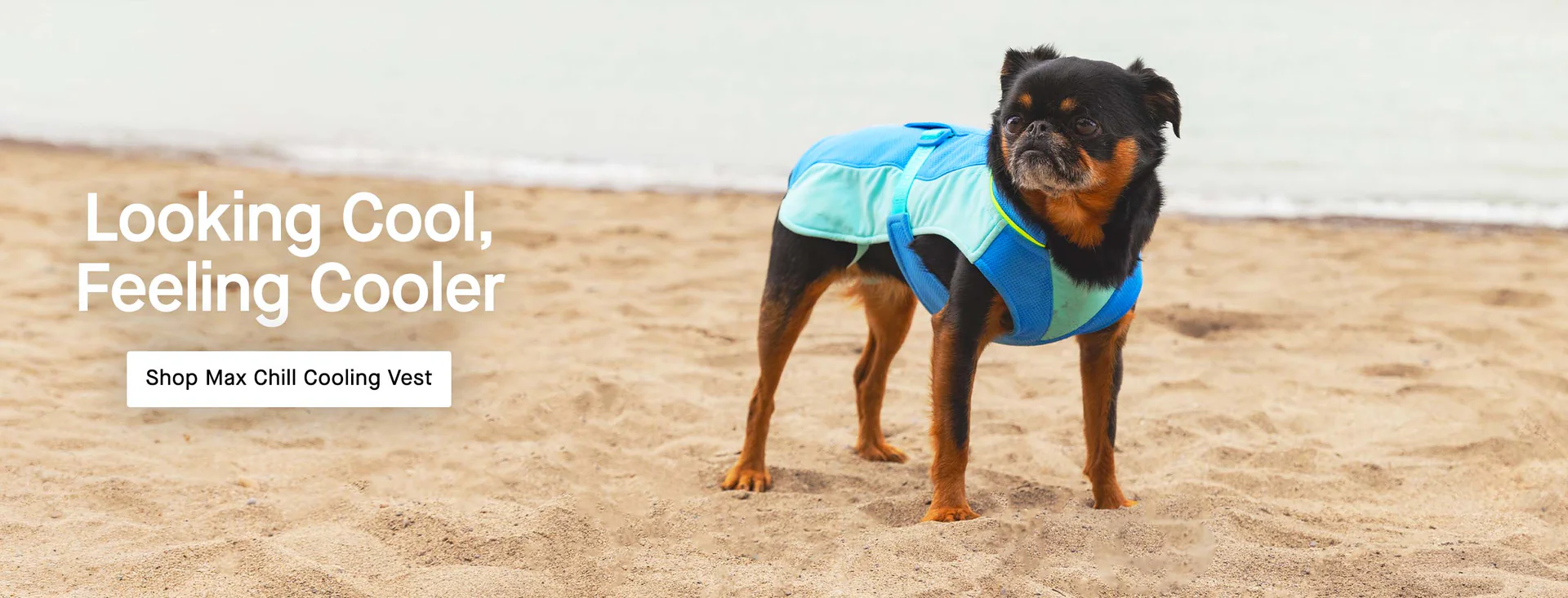 Everyday Style for Every Pooch